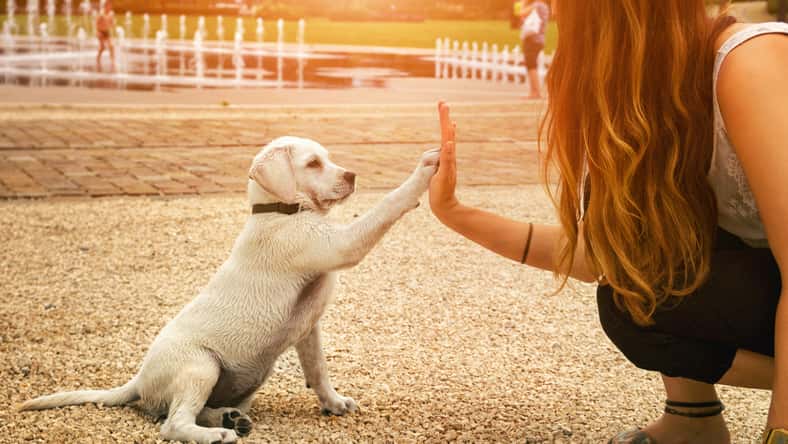handshake between woman and dog - High Five - teamwork between girl dog