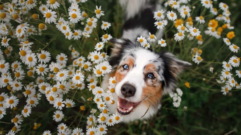 A happy dog in flowers. The pet is smiling. Field Camomiles. The Astralian Shepherd Tricolor