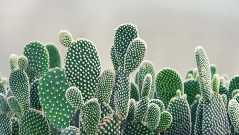Primer planta de la planta de Opuntia cactus en la granja con espacio de copia.