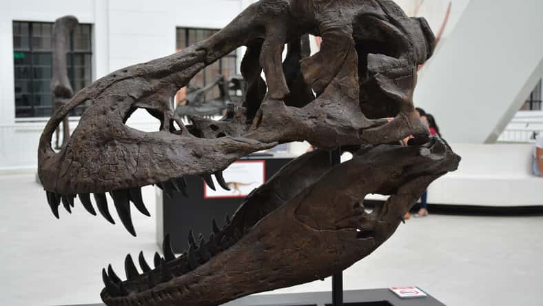 dinosaur skull
