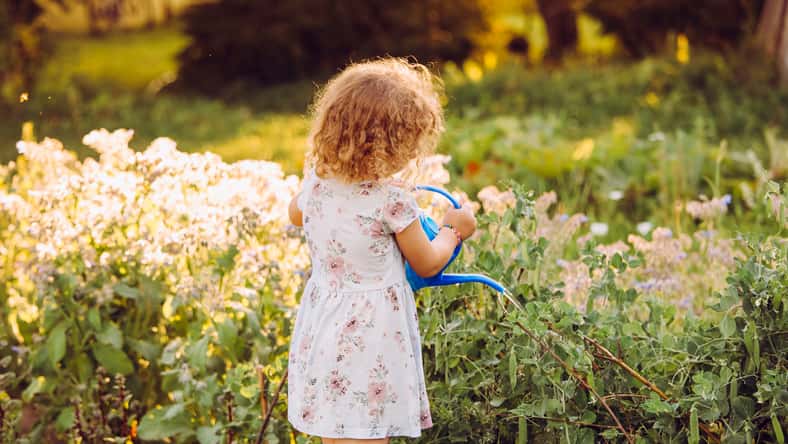 Cute 5 year old curly hair girl watering sweet pea plants in summer evening in countryside on organic vegetable garden bed. Warm beautiful back evening sun light.