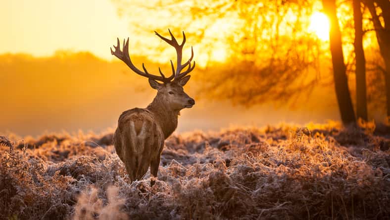 Red Deer in morning Sun.