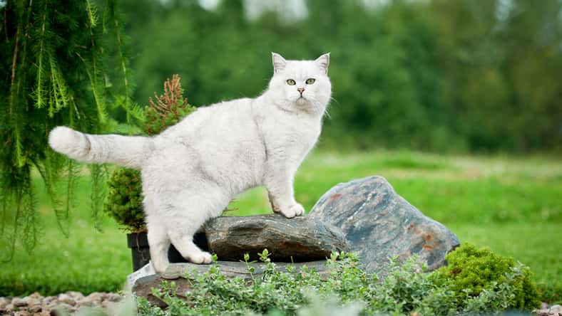 British shorthair cat standing on the stones in the yard
