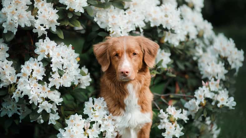 A happy dog sitting in flowers.