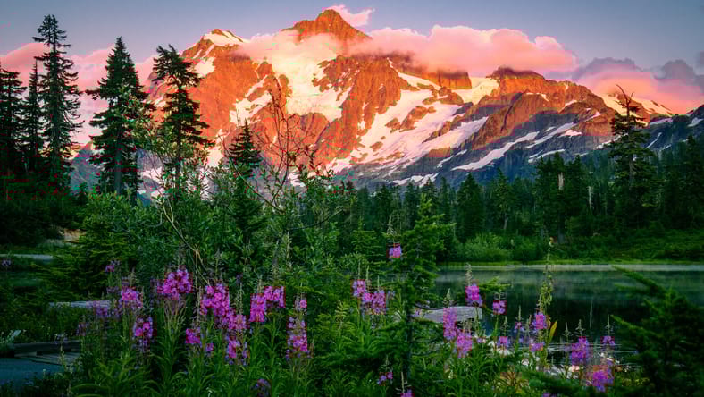 Montañas y flores
