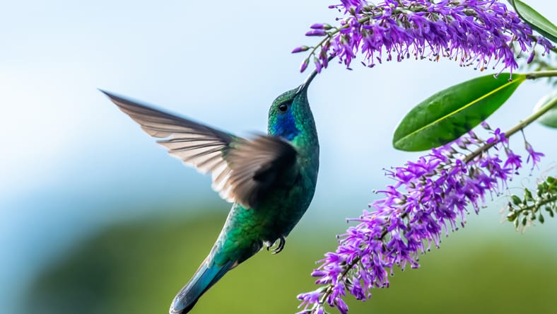 Green Violet-ear hummingbird (Colibri thalassinus) in flight isolated on a green background in Costa Rica
