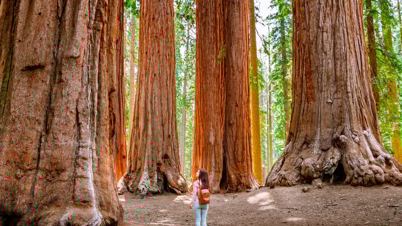 Una encantadora joven con una mochila camina entre árboles gigantes en el bosque en el Parque Nacional Sequoia, EE. UU.
