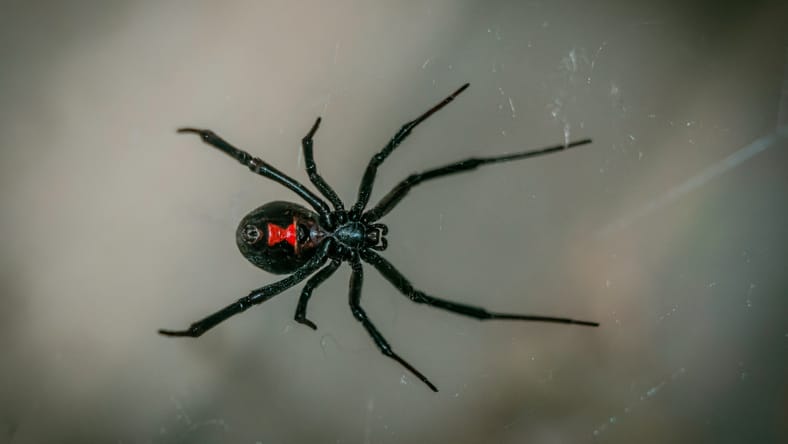 Black Widow Spider en la web