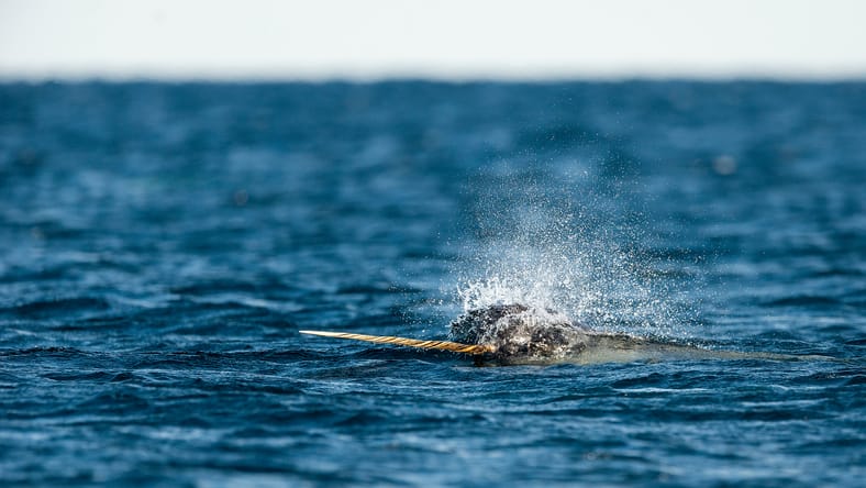 Narwhal masculino nadando a lo largo de la superficie con su colmillo, la isla del norte de Baffin, el Ártico canadiense.
