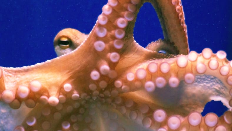 Octopus de cerca