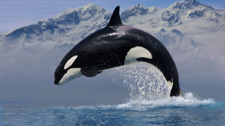 orca ballena saltando del agua con montañas en el fondo