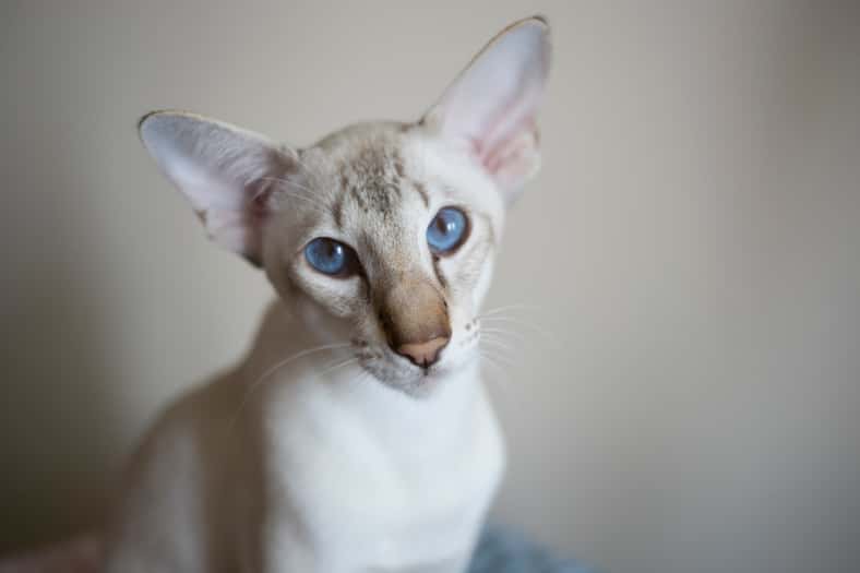 colorpoint shorthair cat looking in the camera