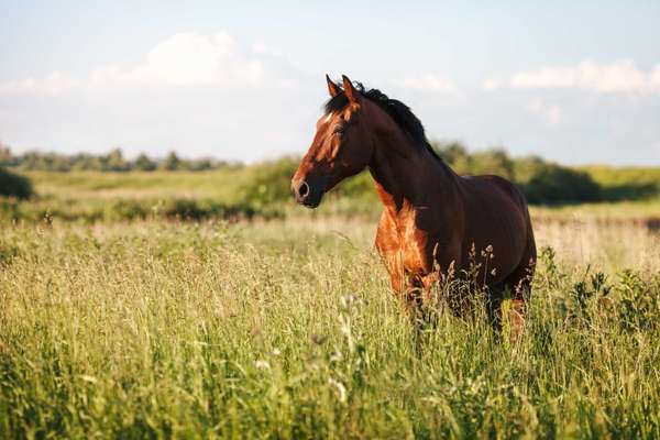a horse in a field