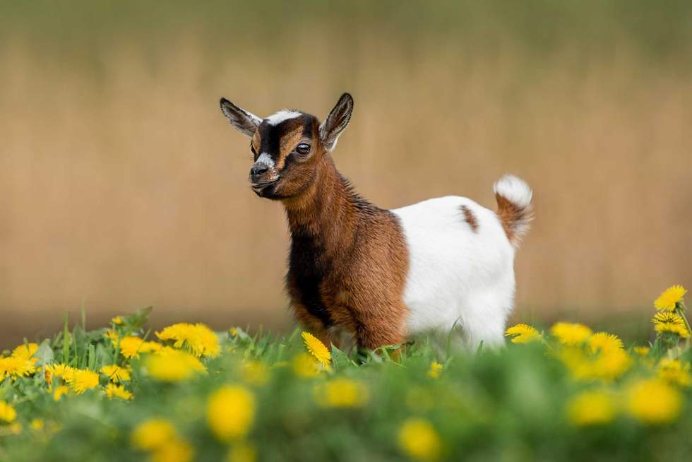 baby goat