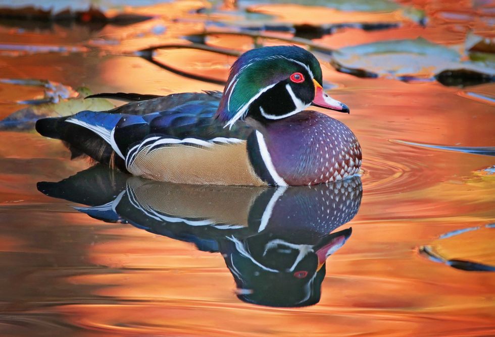 beautiful and colorful wood duck in a natural setting environment