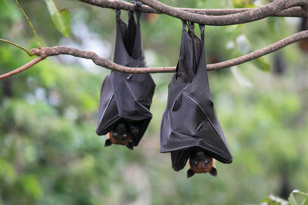 Benzine - stock.adobe.com -  illustrative purposes only, not the actual bats