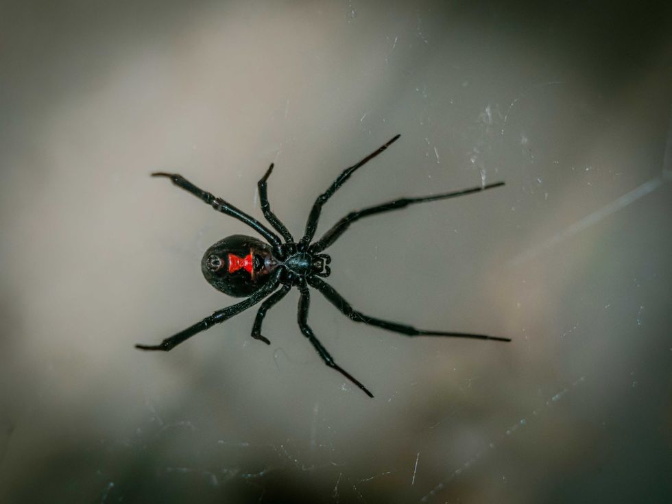 Black Widow Spider in web