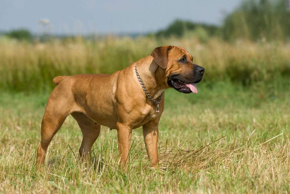 Boerboel dog standing in a field
