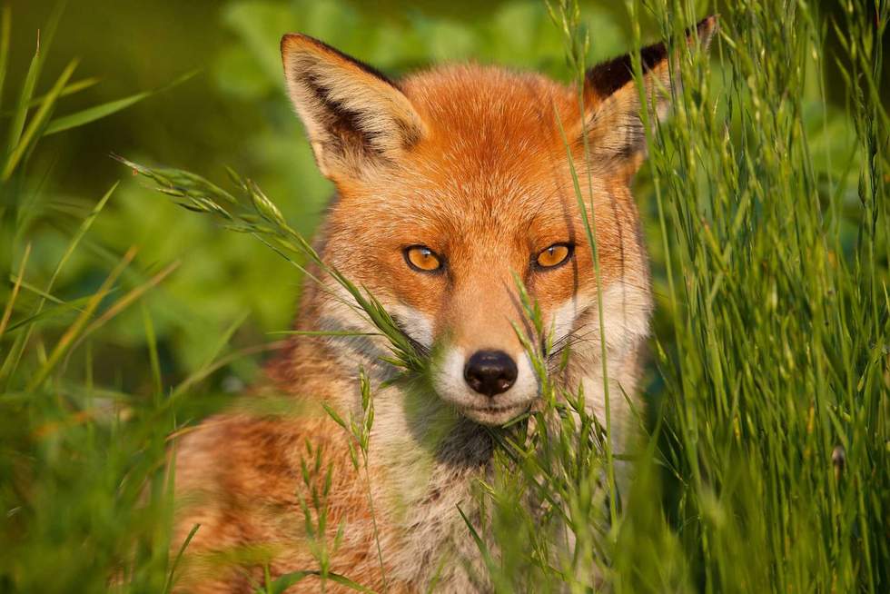 bridgephotography - stock.adobe.com - illustrative purposes only, not the actual fox