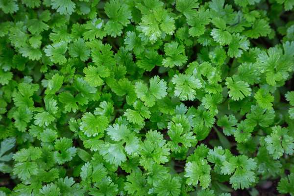 cilantro plant in vegetables garden for health, food and agriculture concept design.