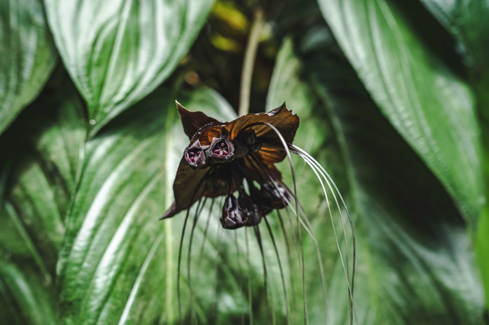 Close up of black bat flower, concept of rare and exotic plants and botanical, Flora or flower type, foliage in ecosystem.