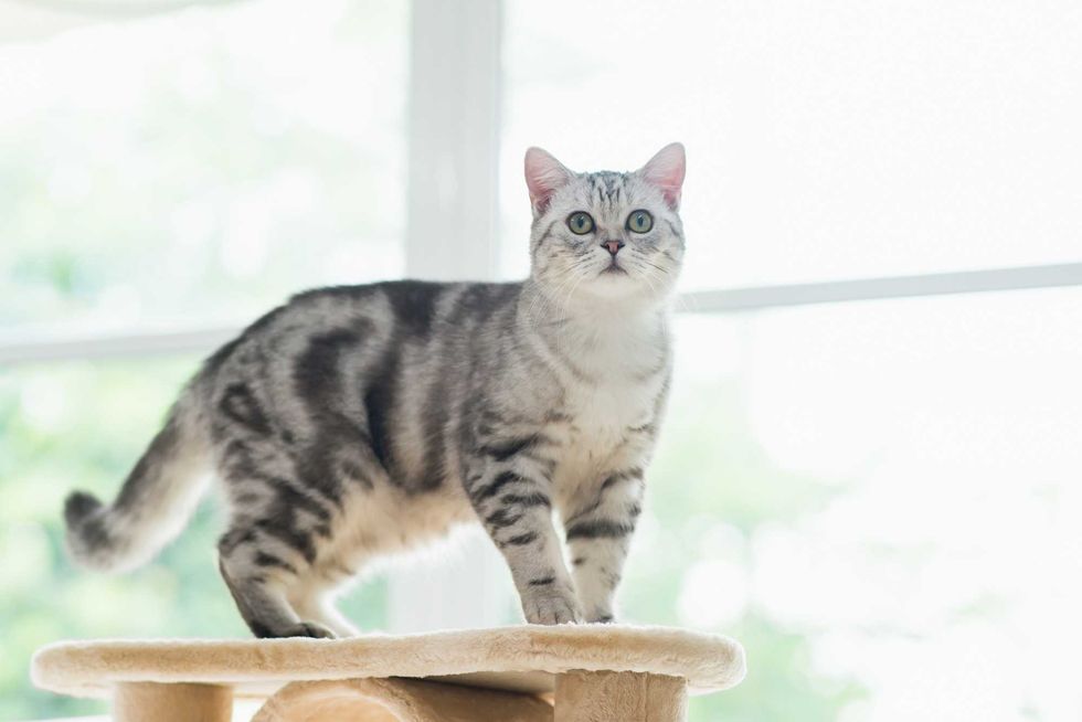 Cute American short hair cat standing on cat tower