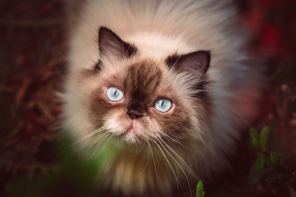 Cute Siamese cat posing for photo in the garden.