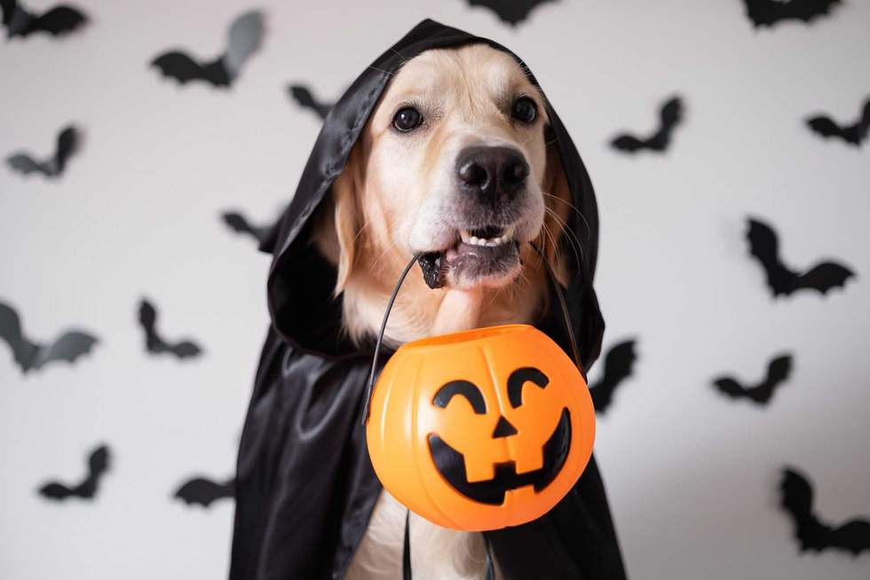 deine_liebe - stock.adobe.com- illustrative purposes only, not the actual dog