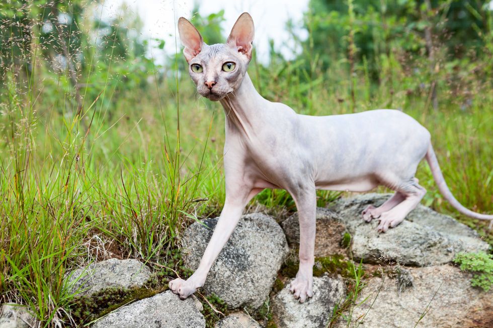 Donskoy cat standing on stones with wide open eyes and stretching long neck