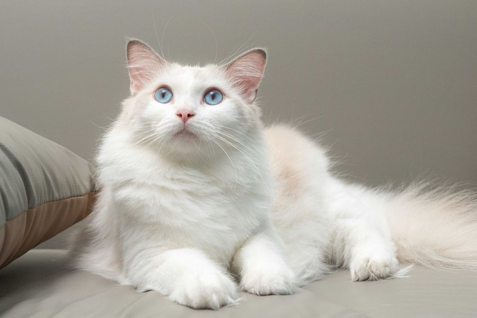 Elegant fluffy ragdoll cat with striking blue eyes and soft white fur, relaxing on a sofa indoors. Perfect image for pet care, lifestyle, and home decor concepts.