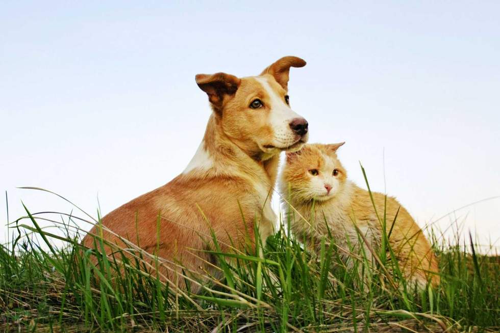 Elena Arkadova - stock.adobe.com - illustrative purposes only, not the actual animals