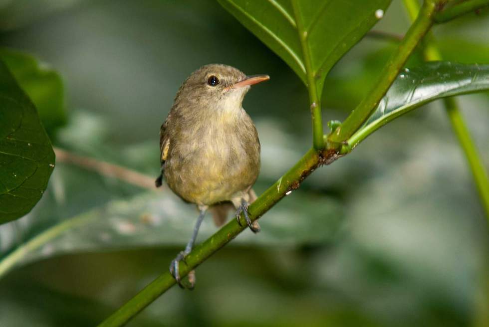 Fauvette des Seychelles, Rousserolle des Seychelles, Acrocephalus seychellensi, Seychelles Warbler, Réserve naturelle, Ile Aride, Iles Seychelles