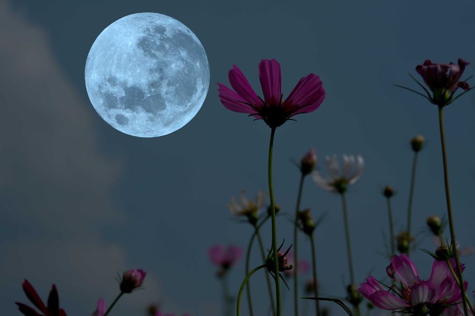 Full moon on the sky with silhouette flowers at night.