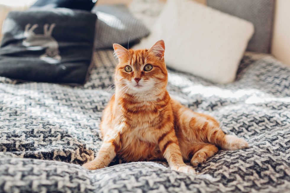Ginger cat sleeping on couch in living room lying in funny pose on blanket. Pet enjoying sun at home. Close up