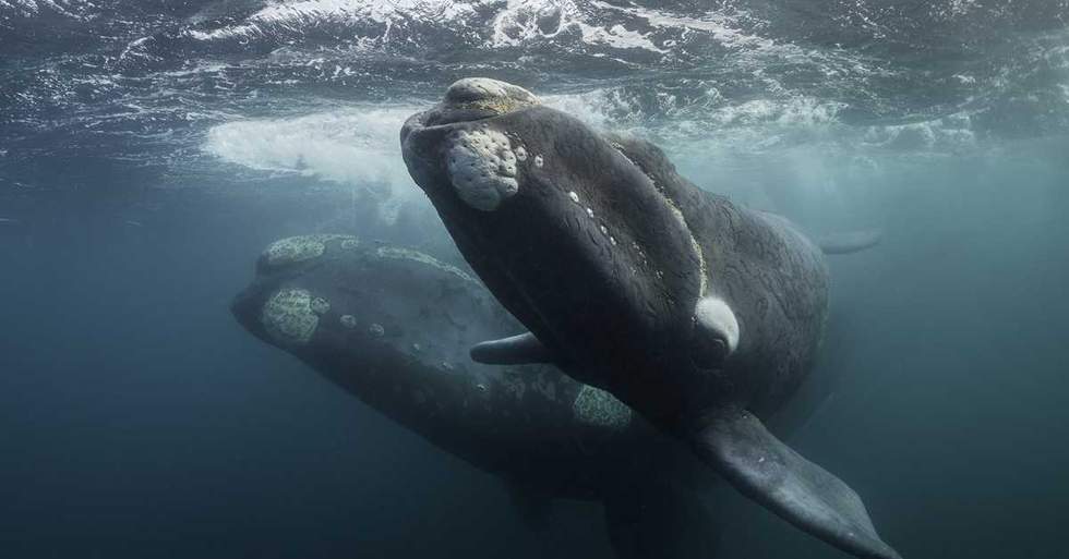 New Restrictions Imposed On Lobster Fishing In Order To Save These Endangered Whales