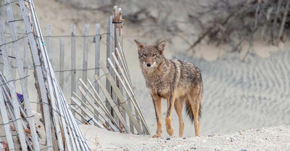 Teen At The Beach Bitten By A Coyote That Then Made Off With What They Were Eating