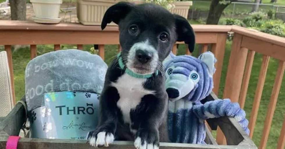 This Rescue Puppy Snuck Out The Front Door And Got Hit By A Car So Her Family Is Trying To Raise The $15,000 Needed For Her Life Saving Surgery