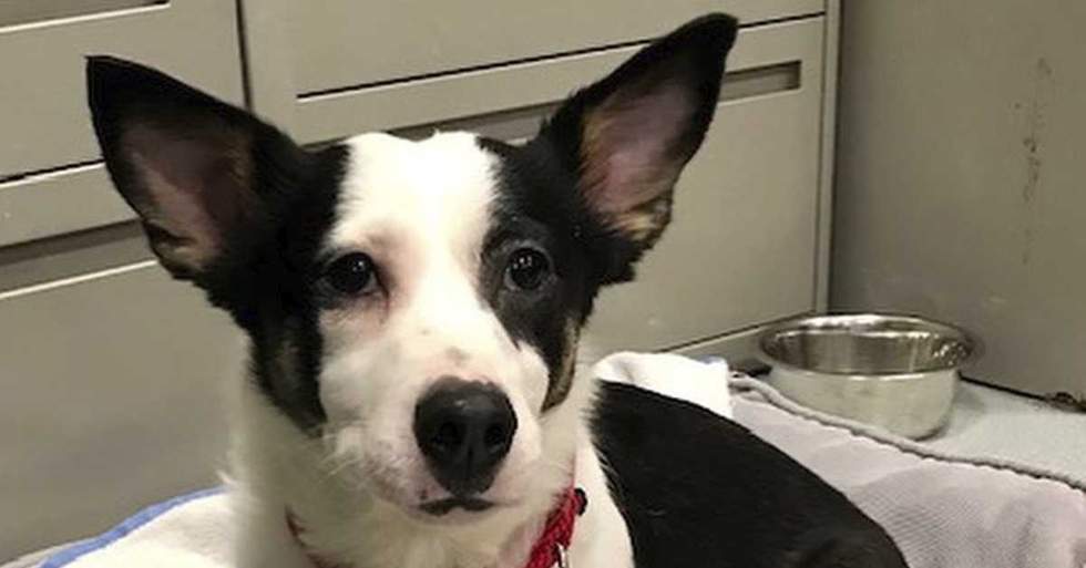 Somebody Taped This Poor Dog Inside Of A Box Then Dumped Her In A Porta Potty And Police Are Trying To Figure Out Who Would Do Such A Terrible Thing