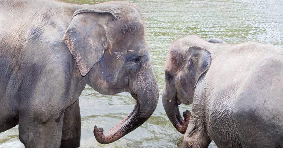This Park In Bali Rescued 30 Elephants From Terrible Fates, Making It Home To The Largest Herd Of Elephants On The Island