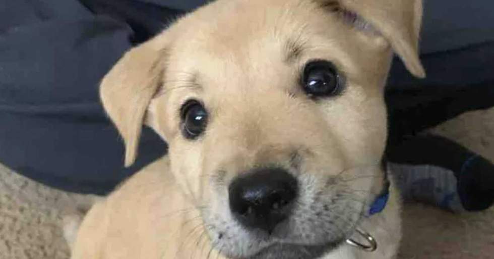This Puppy Was Dumped Outside Of A Store When He Was Just A Few Weeks Old And Now His Mom Is Trying To Raise The Money He Needs To Fix A Hole In His Mouth