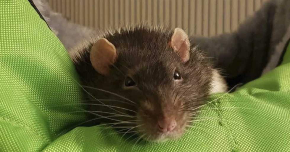 Her Daughter's Pet Rat Needed To Have A Tumor Removed From His Stomach And She's Raising Money To Pay For The Surgery That Saved His Life