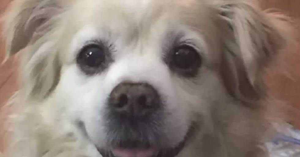 This Poor Dog Has Cancer In His Shoulder And He Most Likely Needs To Have His Leg Amputated