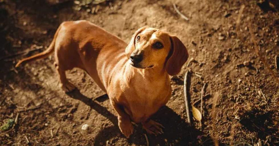 This Sweet Dachshund Was Only Given 3 Months To Live, But His Owner Found A New Treatment For Him That Should Help Prolong His Life