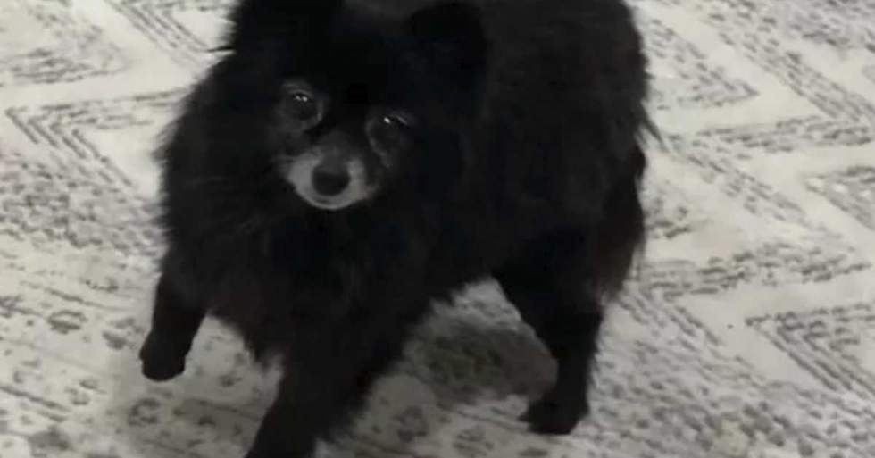 She Rescued Two Older Pomeranians From A Backyard Breeder And She Knew That One Dog Had Health Issues, But The Second Dog Broke Her Leg Being Transported To Her