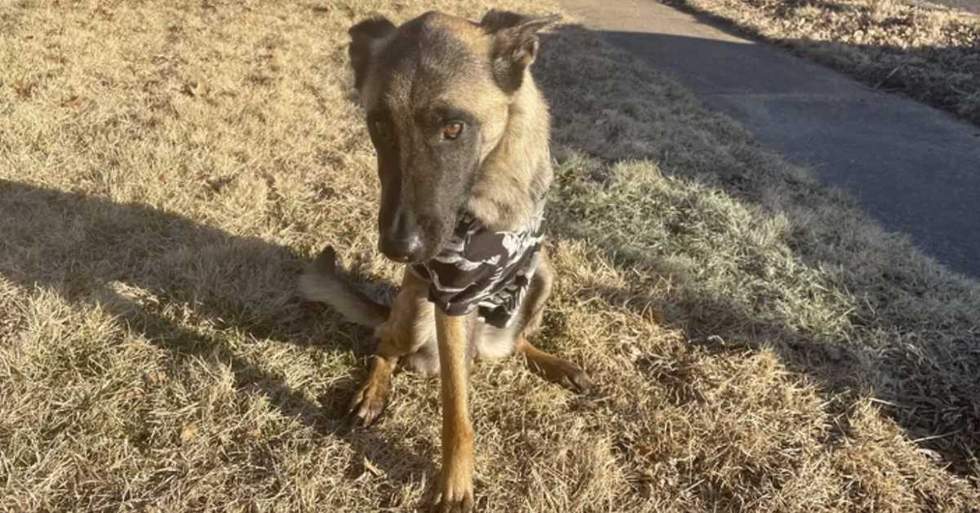 A Couple Found This Poor Injured Dog Limping Down The Road On Christmas Eve So They Stepped In To Save Her