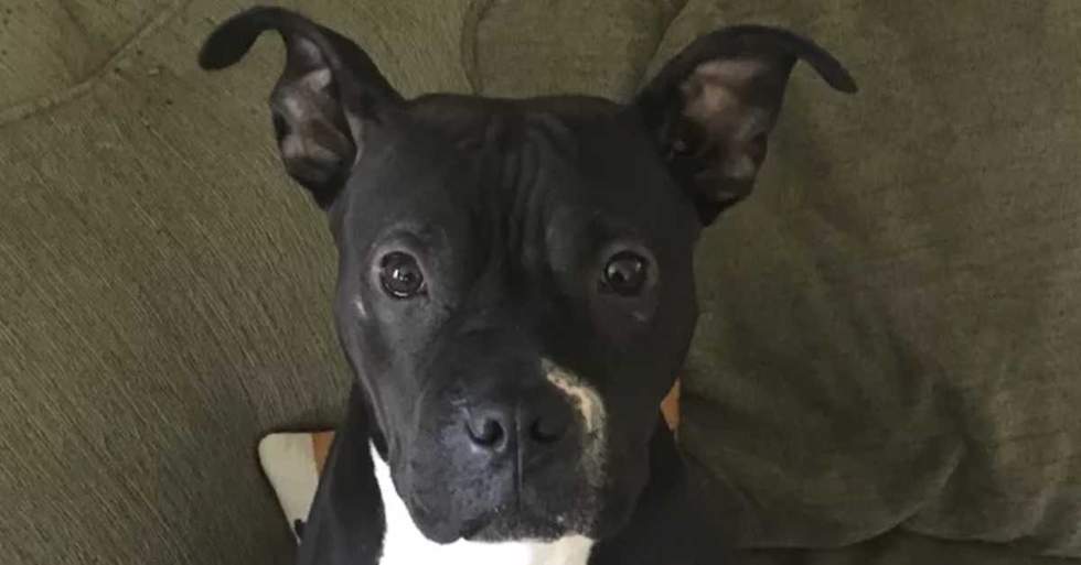 This Adorable Dog Just Needed To Have Emergency Surgery Due To A Degenerative Disease