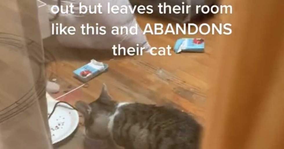 This TikToker Shared How Her "Nightmare Of A Housemate" Moved Out And Left Behind Not Only A Trashed Room But Also A Cat