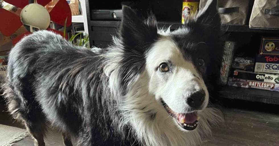 This Dog Named Duncan Has Been Diagnosed With A Severe Condition Called AIHA