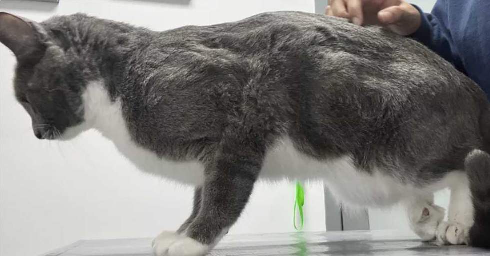 A Bone Infection Left This Poor Kitty In Need Of An Amputation
