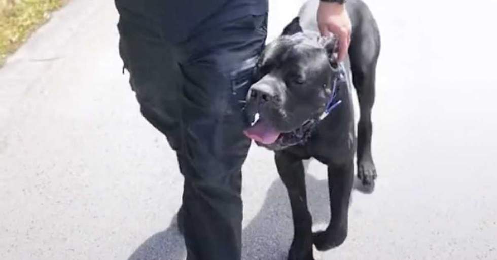 TikTok Is Amazed At How Well Trained This Cane Corso Is